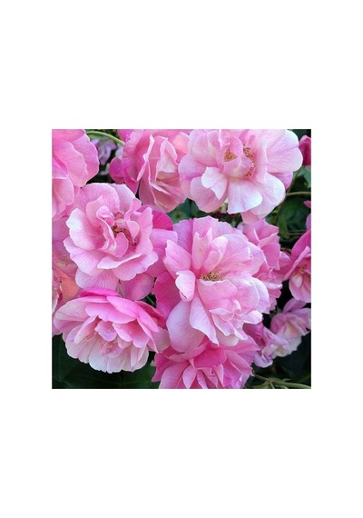 Pembe Yediveren Sarmaşık Ponpon Gül Fidanı 10-20 Cm