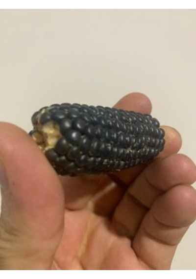 Ithal Mini Siyah Mısır Tohumu Ekim Seti