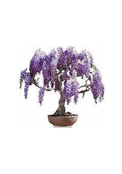 10 Adet Tohum Bodur Jakaranda Bonsai Ağacı Tohumu Sürpriz Hediye Bonsai Ağacı Tohumludur