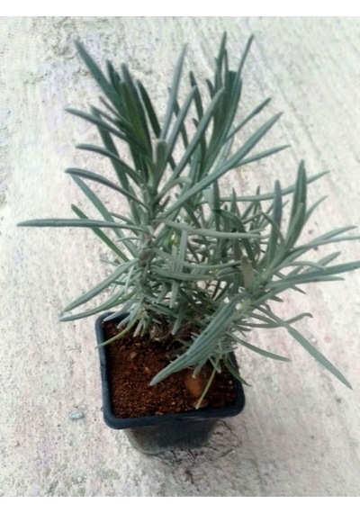 Videolu Lavanta Fidanı 10 Adet Saksılı/tüplü 10-15 Cm Bahçe Bitkisi Lavander