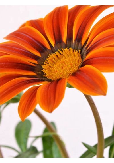 Turuncu 1 Adet Gazanya Çiçeği Saksılı 30-50cm Gazania Flower