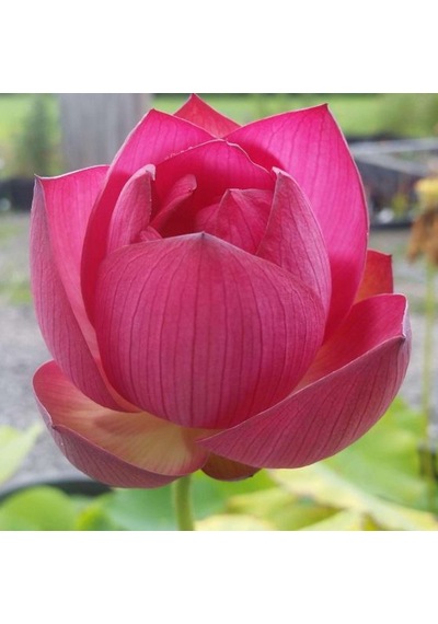 10 Adet Tohum Kırmzı Lotus Su Çiçeği Lotus Nilüfer Çiçek