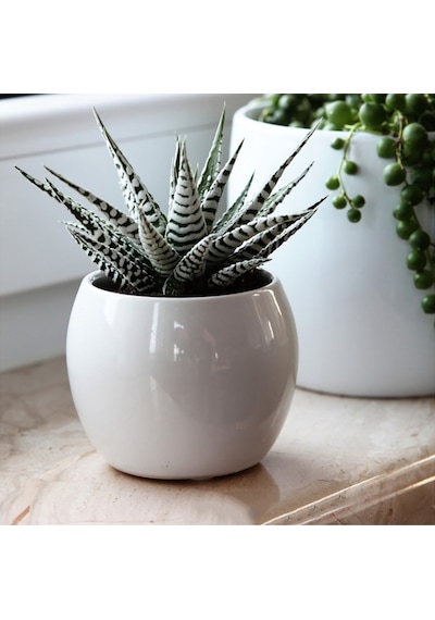 Zebra Sukulent Haworthia Fasciata Alba Beyaz Benekli Özel Tür Suk
