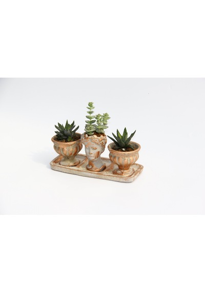 Trio Helen Orange Sukulent Seti - Haworthia Pumila. Crassula