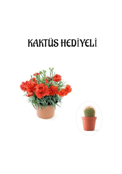 Kadınlar Gününe Özel Kırmızı Renk Karanfil Çiçeği Kaktüs Hediyeli