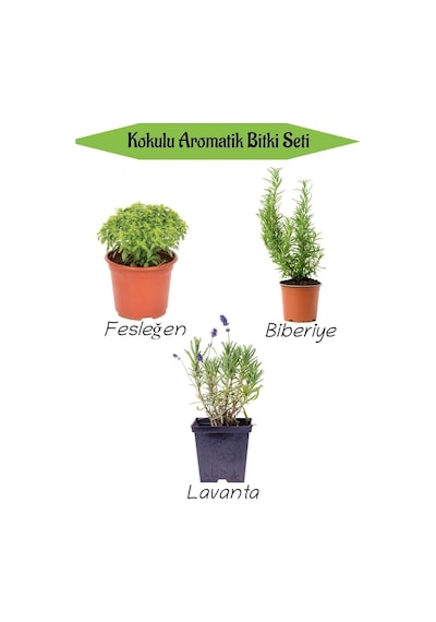 Ayrex Aromatik Kokulu Mutfak Seti, Fesleğen Fidesi + Biberiye Fidanı + Lavanta Fidesi, 3 Adet