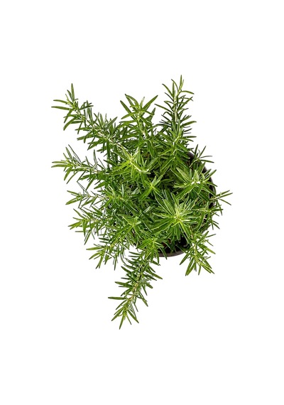 Zevli Canlı Aromatik Mutfak Bitkileri Biberiye Fidesi