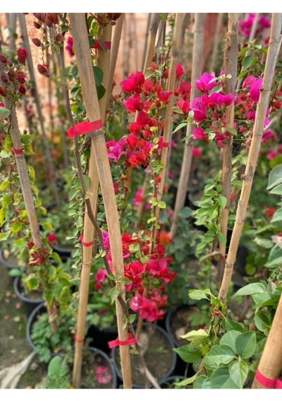 Sarmaşık Begonvil Bitkisi Saksıda 70/100 Cm