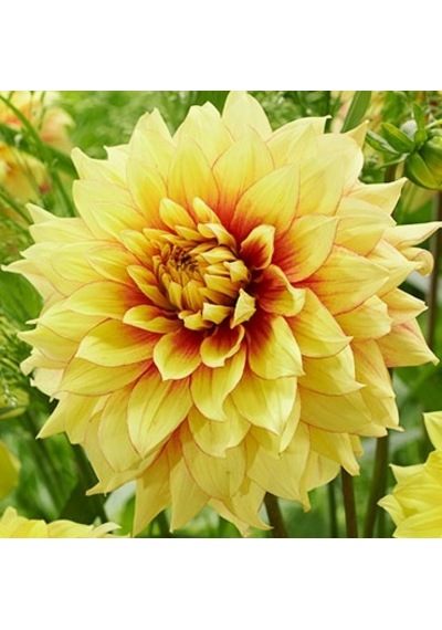 50 Adet Dahlia Çicek Tohumu 10 Adet Gül Tohumu N117481