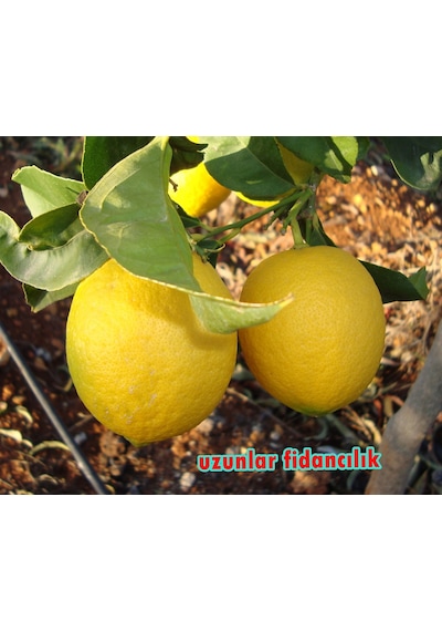 Meyveli Yediveren Limon Fidanı Aşılı 3 Yaş
