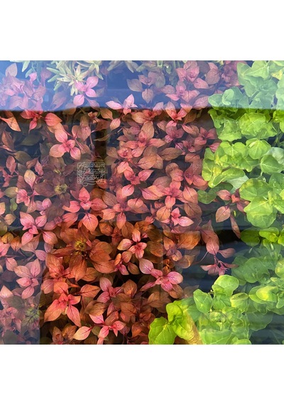Ludwigia Mini Süper Red Akvaryum Bitkisi Yeşil Formda 5 Dal