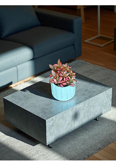 Bitkitürk-turkuaz Beton Saksıda Fittonia Ofis Salon Bitkisi