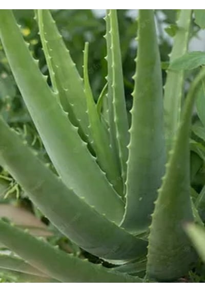 Videolu Aloevera Çiçeği Bitkisi 20-30 Cm Saksılı Iç Mekan Bitkileri Aloe Barbadensis Miller