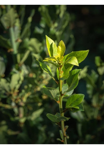 Mis Kokulu 1 Adet Defne Ağacı Fidanı 20-30cm Tüplü\saksılı Laurel Tree Sapling