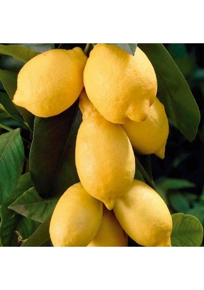 Tüplü Yediveren Dev Meyveli Euroka Limon Fidanı