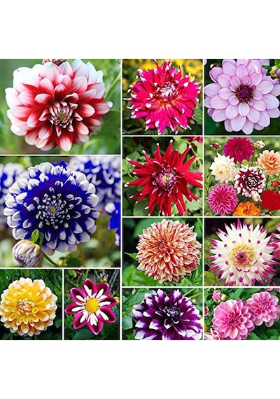 ,100 Adet Bodur Yıldız Dahlia Çiçeği Yumrusu Karışık 15 Renk .yumru Boyu 9 Cm . Yeni Mahsul.çiçekli Boyu 45 Cm