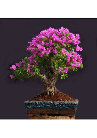 Bonsai Begonvil Tohumu Tropikal Çiçek Tohumları 5 Adet Tohum