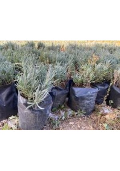 Lavanta Fidanı Saksıda 10-20 Cm