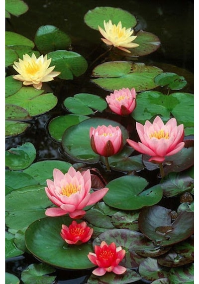 Lotus Çiçeği Tohum Nilüfer Çiçeği Tohumu 5 Adet Tohum