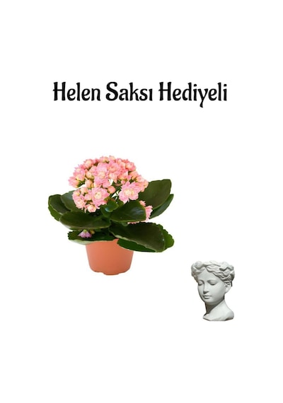 Hediyelik Açık Pembe Kalanşo Kalanchoe Çiçeği Sevgililer Gününe Özel Helen Saksı Hediyeli