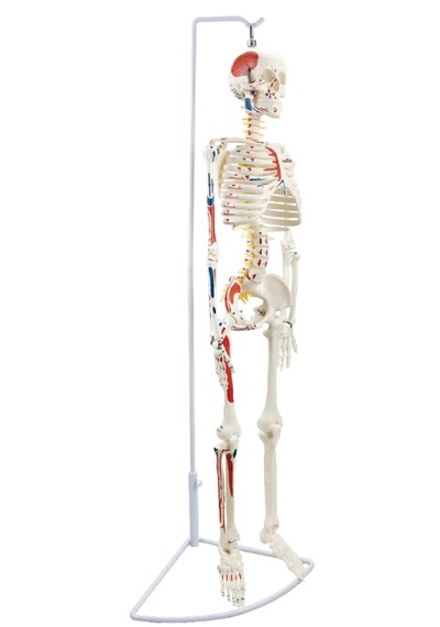 Esnek İnsan İskeleti Modeli, Sinirleri Ve Kasları Gösteren, 85 Cm - İskelet Maketi 01