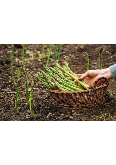 Kuşkonmaz Asparagus Tohumu