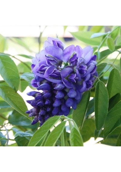 Geçci Mor Salkım Fidanı Wisteria Frutescens Amethyst Falls 1