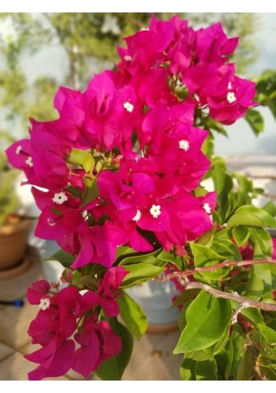 Videolu Fuşya Pembe Begonvil 30 50 Cm 1 Adet Saksılı Çiçekli Bahçe/ Balkon Bitkisi Bougainvillea