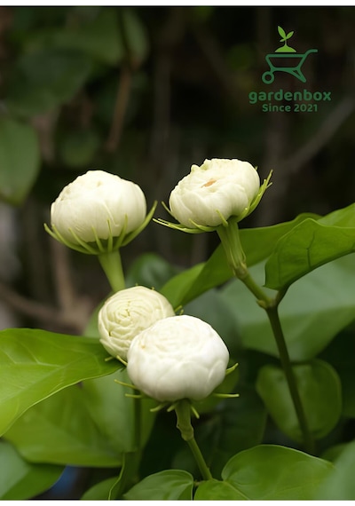 Mis Kokulu Katlı Ful Yasemin Çiçeği 1 Adet Saksılı 40-60cm Jasminum Sambac