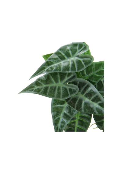 Yapay Caladium Sarmaşık Demeti 55 cm
