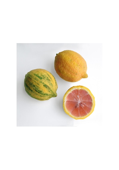 4 Yaş Aşılı Tropikal Pembe Alacalı Limon Fidanı. Torbada