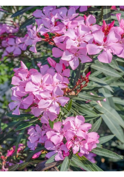 Zakkum Fidanı Pembe Renkli 80 100 Cm Tüplü 1 Adet Dış Mekan Bitkisi Pink Oleander