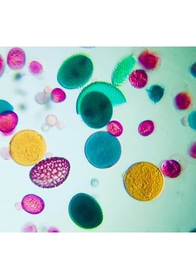 Foldscope Cep Mikroskobu Gezgin Seti
