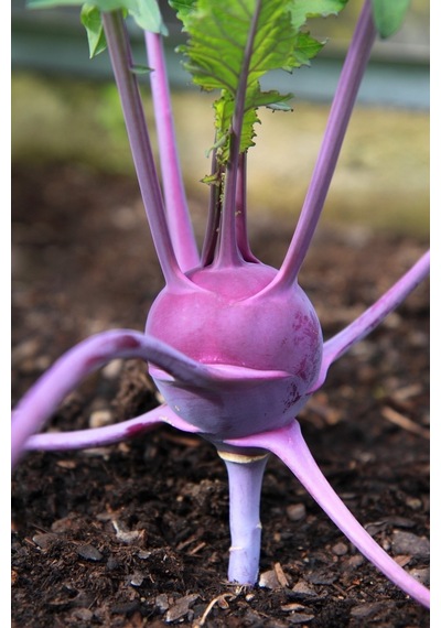 Mor Kohlrabi Tohumu Geleneksel Mor Alabaş Purple Vienna