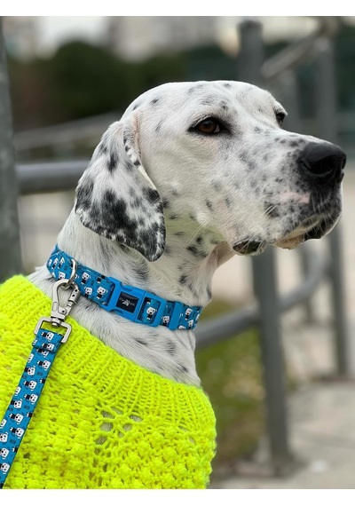 Recycled Köpek Boyun Tasması Cute S Çok Renkli