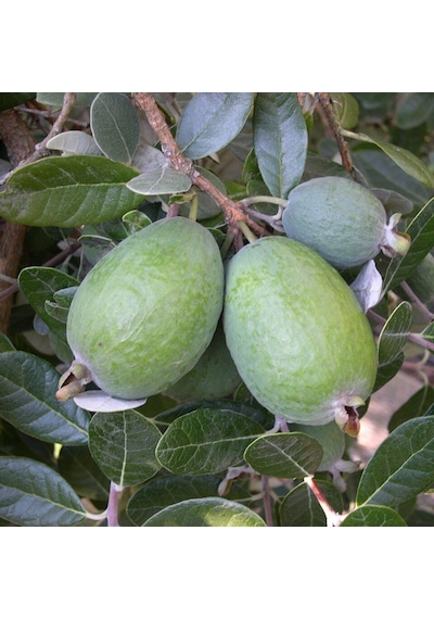 Tüplü Nadir Bulunan Feijoa Kaymak Ağacı Fidanı