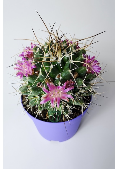 Mammillaria Magnimamma Nadir Kaktüs Özel Tür Nadide Kaktus Tekli