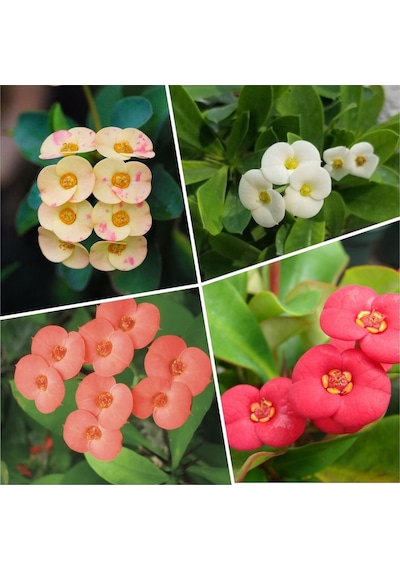 4 Adet Dikenler Tacı Sarı-kırmızı-pembe-beyaz Doğa Flora