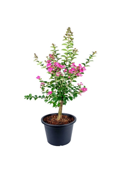 Pembe Oya Ağacı Fidanı 1 Adet Saksılı 30-60cm Çiçekli Ağaç