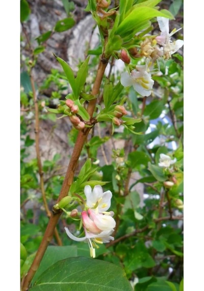 Kış Hanımeli Fidanı, Lonicera Fragrantissima, 20 Cm Ve Üzeri, Yaprak Döken, Limon Kokulu Çiçekli, 1-3 Metre Büy Çok Renkli