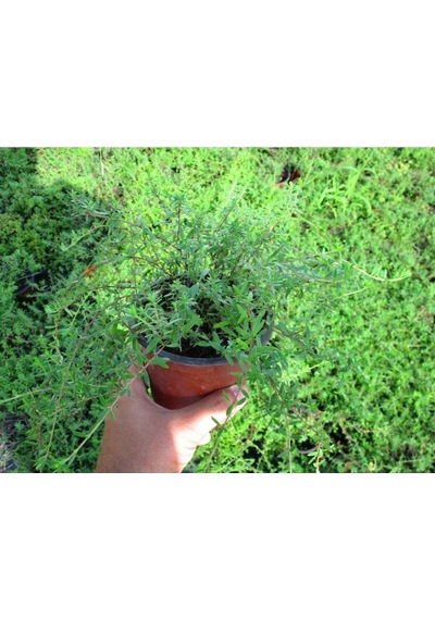 Videolu Mutfakta Bitki Seti 3 Adet Saksıda Kekik-biberiye-adaçayı 20-40 Cm Oregano- Rosmary-sage