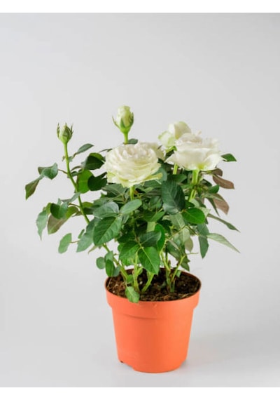 Videolu Yediveren Kar Beyazı Yoğun Kokulu 30 60 Cm 2 Adet Saksılı Aşılı Gül White Rose