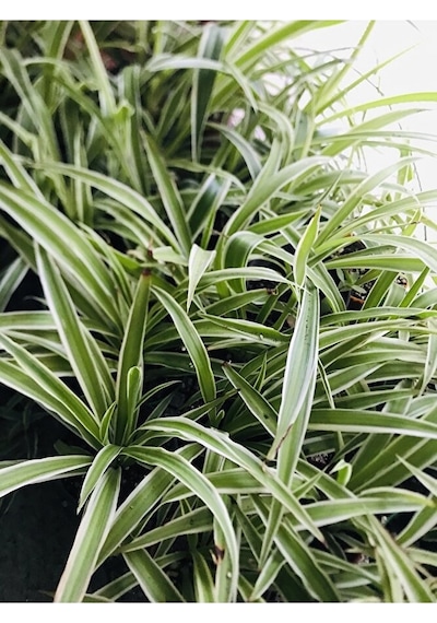 Foliumbotanik Kurdele Çiçeği Ke57