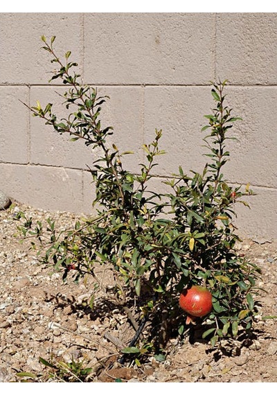 Bodur Süs Narı Fidanı 40-60 Cm Saksılı Çiçekli Bodur Bitkiler Pomegranate Tree