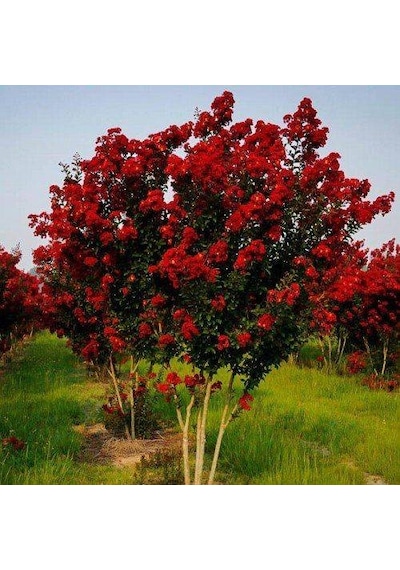 Oya Ağacı Fidanı Kırmızı Tüplü 30 - 40 Cm