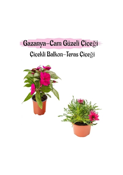 Pembe Renk Cam Güzeli 1 Adet+ Pembe Gazanya Çiçeği 1 Adet Saksılı 10-20cm