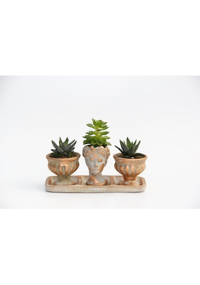 Trio Helen Orange Sukulent Seti - Haworthia Pumila. Echeveria