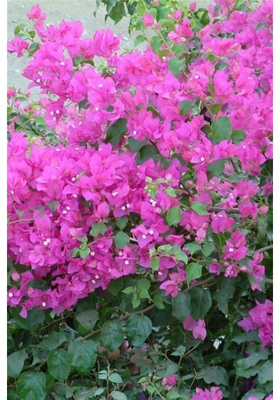 Begonvil Çiçeği Bitkisi Pembe Bougainvillea
