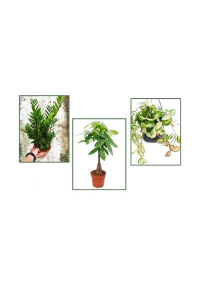 Alacalı Mum Çiçeği & Pachira & Zamia