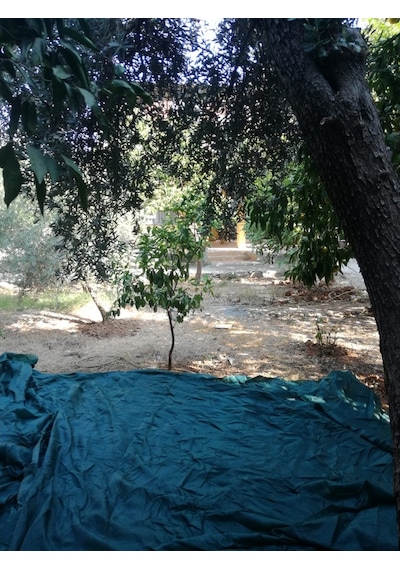 Zeytin Toplama Filesi - 4X8 M Yeşil